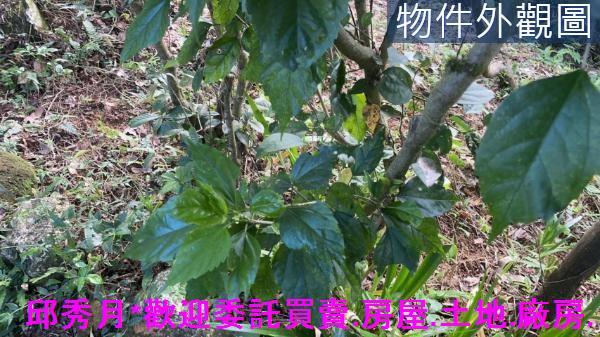 三芝建地-6