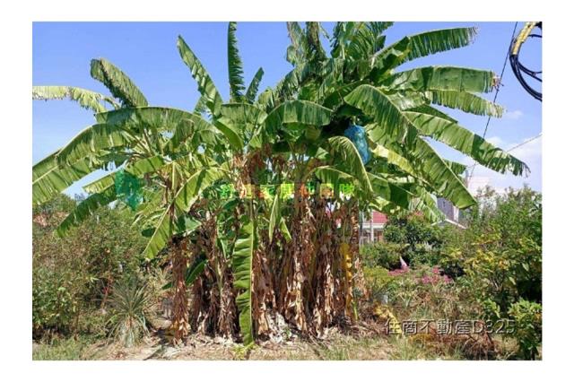 台南七股建地-2