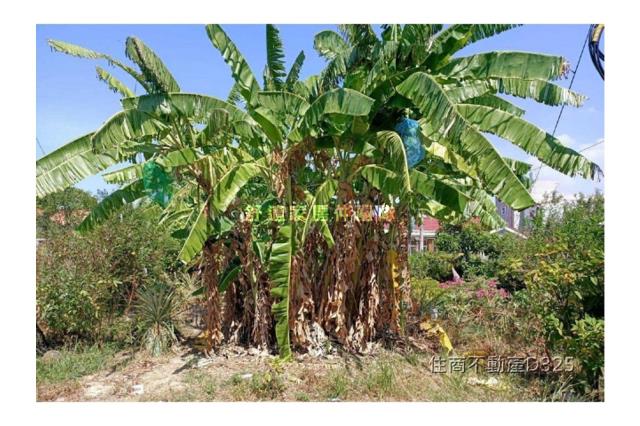 台南七股建地-4