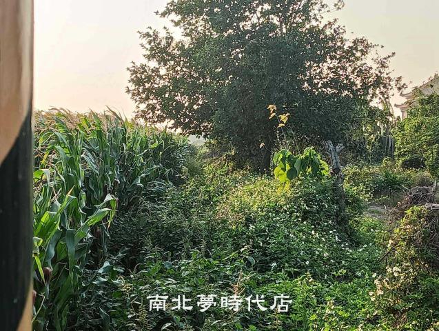 台南佳里建地-4
