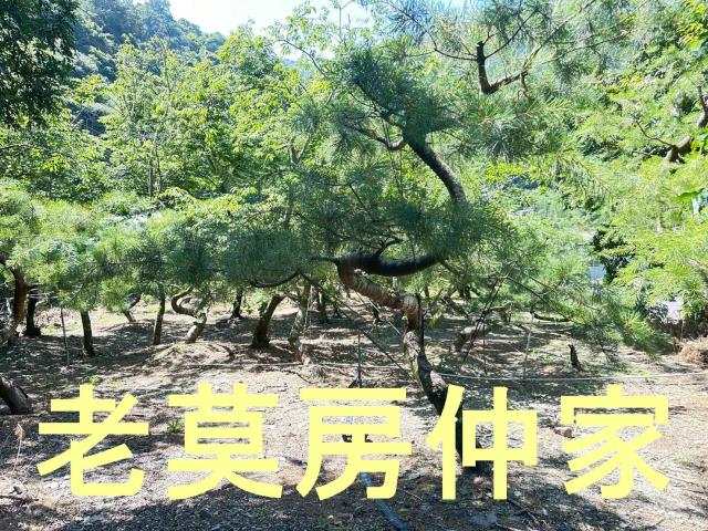 南投仁愛鄉建地-1