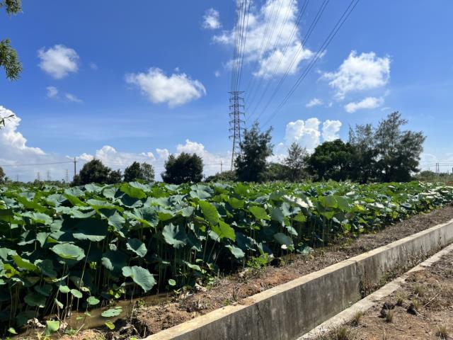 觀音建地-2