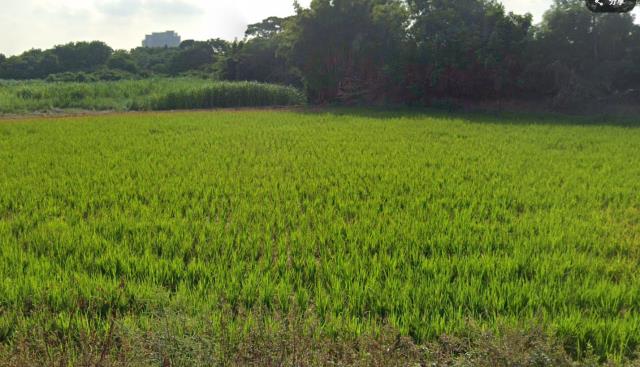 中壢建地-2