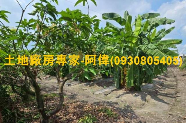 屏東萬丹建地-0