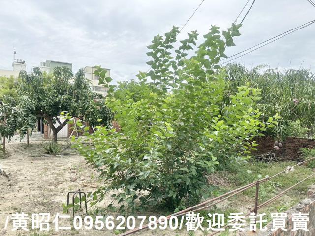 台南新市建地-1