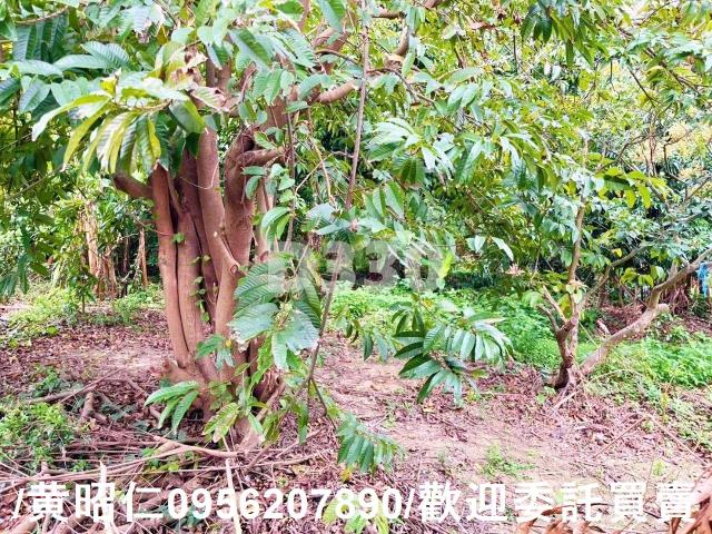 台南佳里建地-7