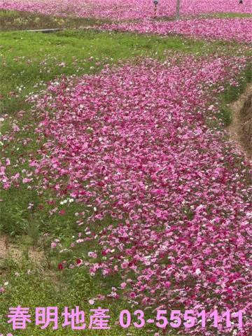 新竹芎林建地-1